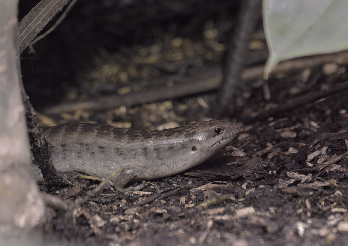 Giant Hispaniolan galliwasp