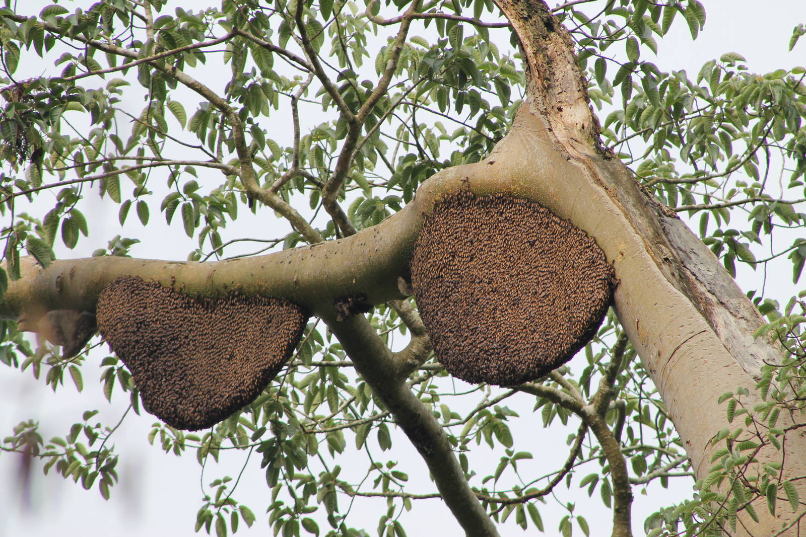 giant honey bees (Apis dorsata)