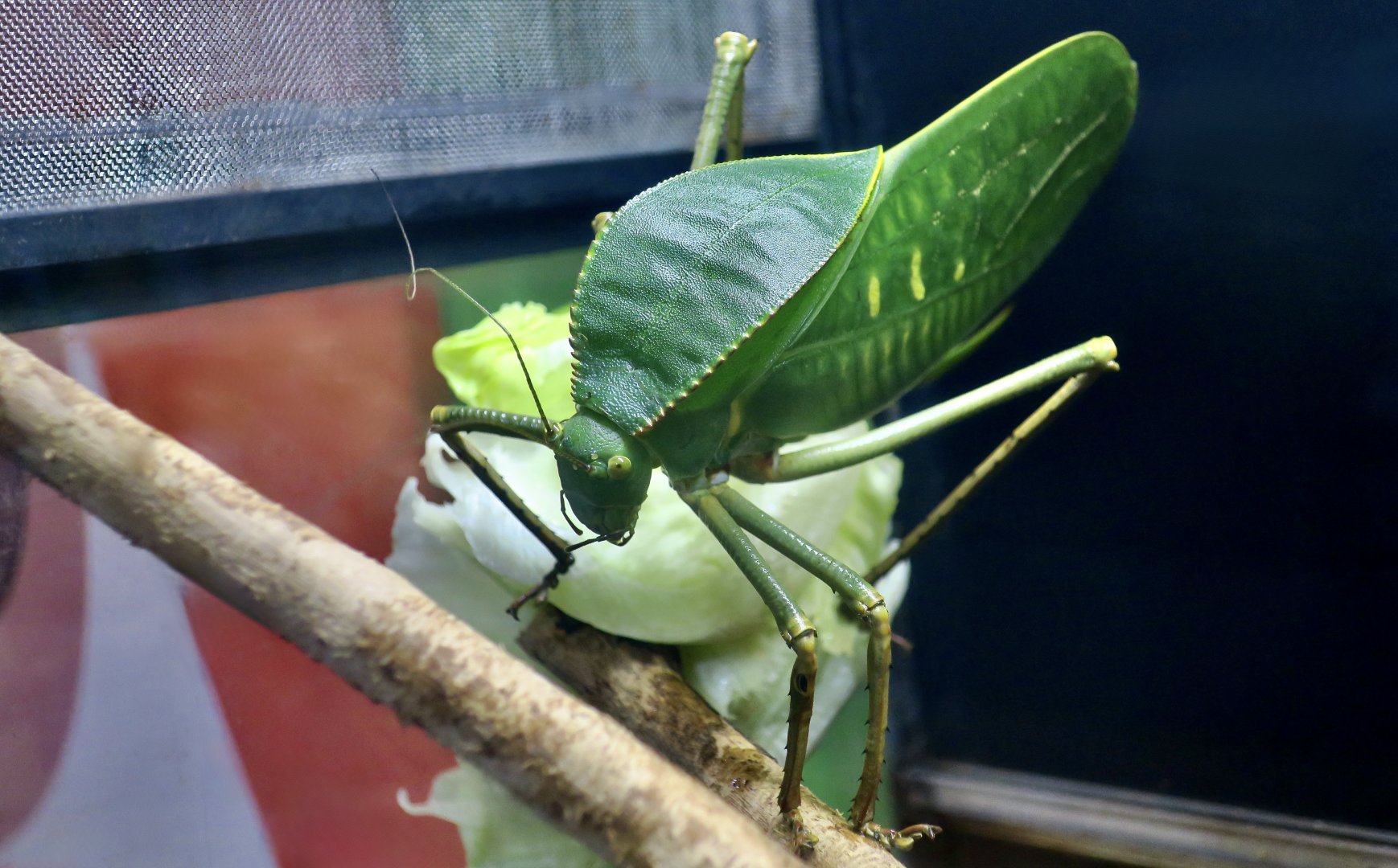 Giant Hooded Katydid (Siliquofera grandis)
