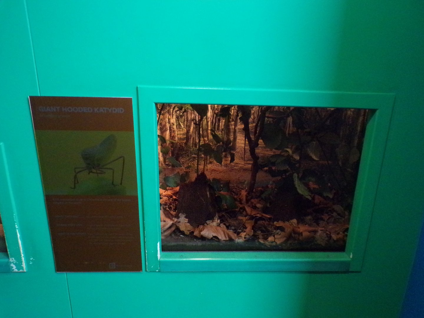 Giant hooded katyid exhibit 11.2.25