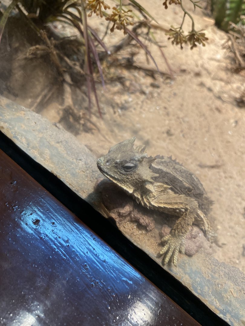Giant Horned Lizard - Bronx Zoo