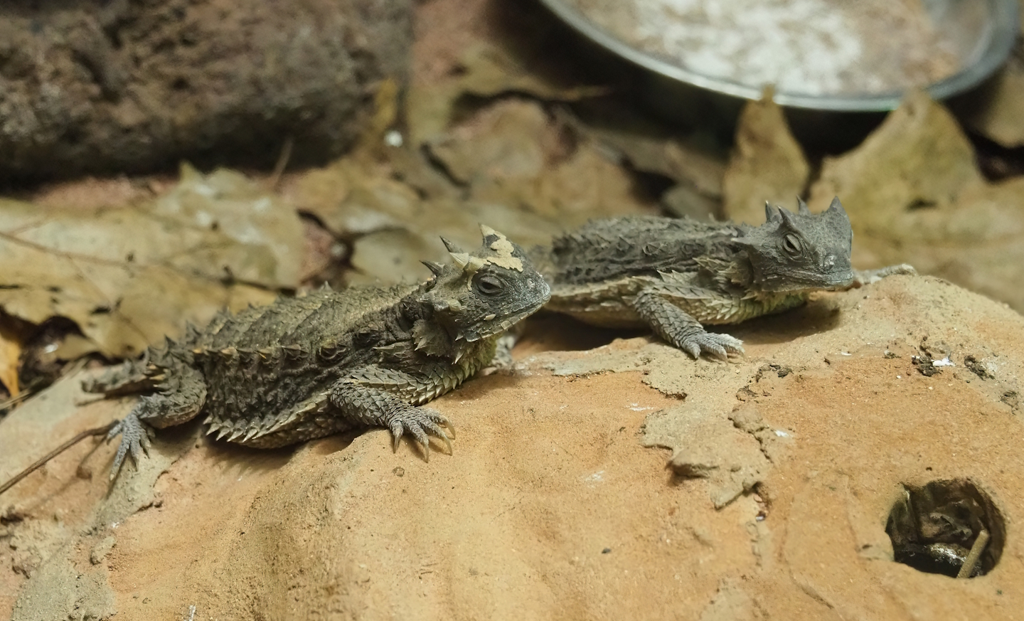 Giant horned lizard (Phrynosoma asio), 2022-08-16