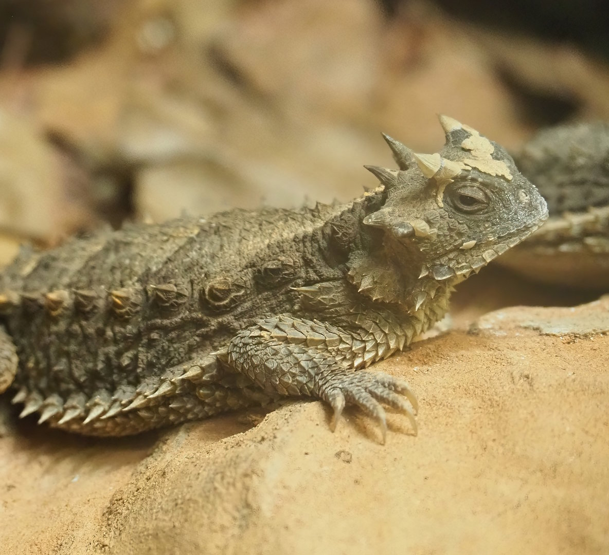 Giant horned lizard (Phrynosoma asio), 2022-08-16