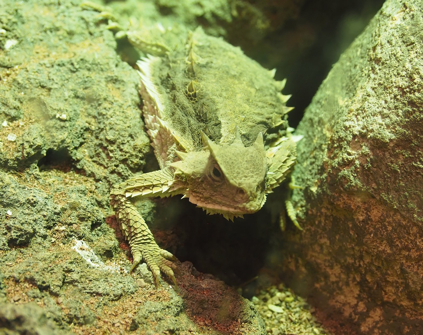 Giant horned lizard (Phrynosoma asio), 2022-08-16