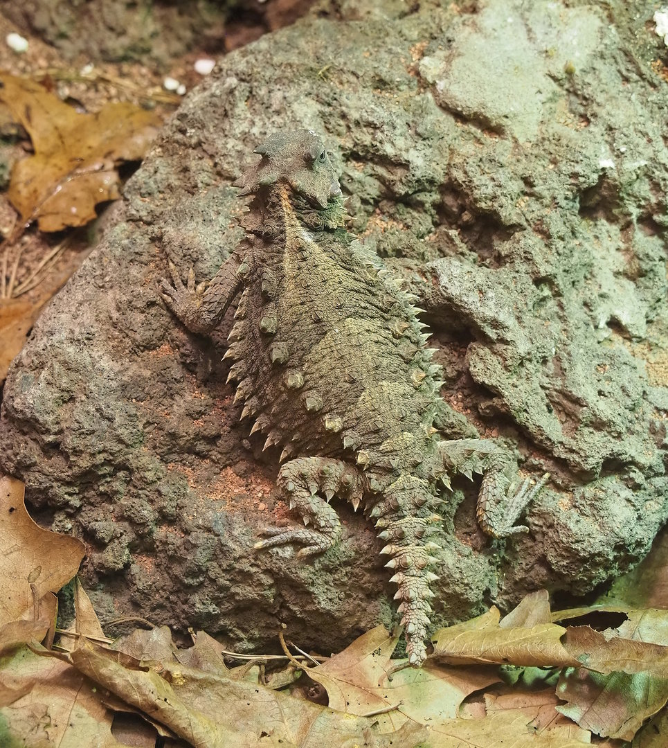 Giant horned lizard (Phrynosoma asio), 2022-09-04