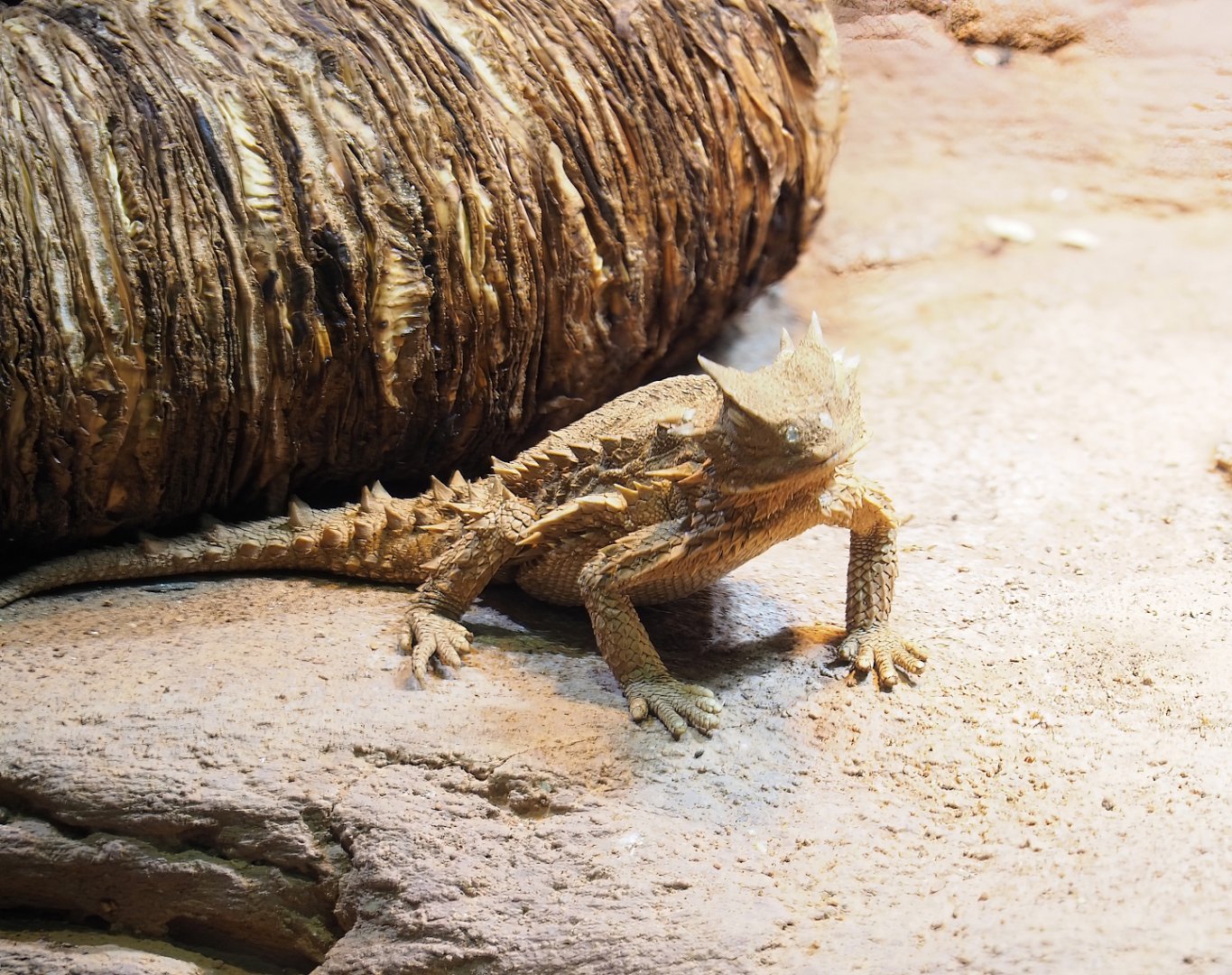 Giant horned lizard (Phrynosoma asio), 2023-09-24