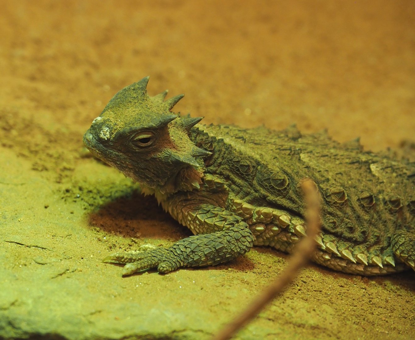 Giant horned lizard (Phrynosoma asio), 2024-02-17