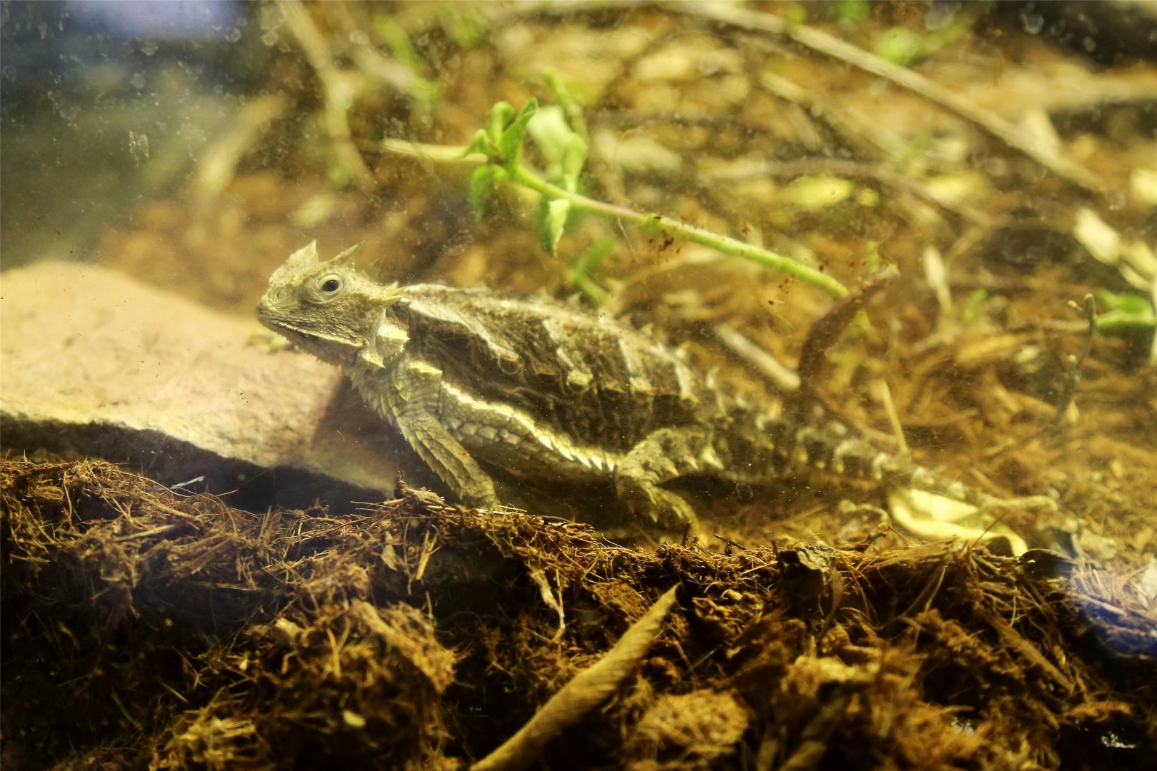 Giant Horned Lizard (Phrynosoma asio)