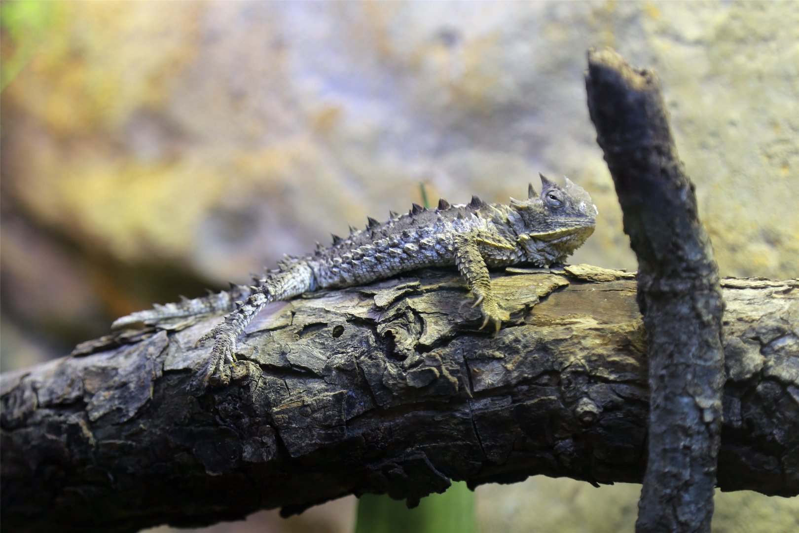 Giant Horned Lizard (Phrynosoma asio)