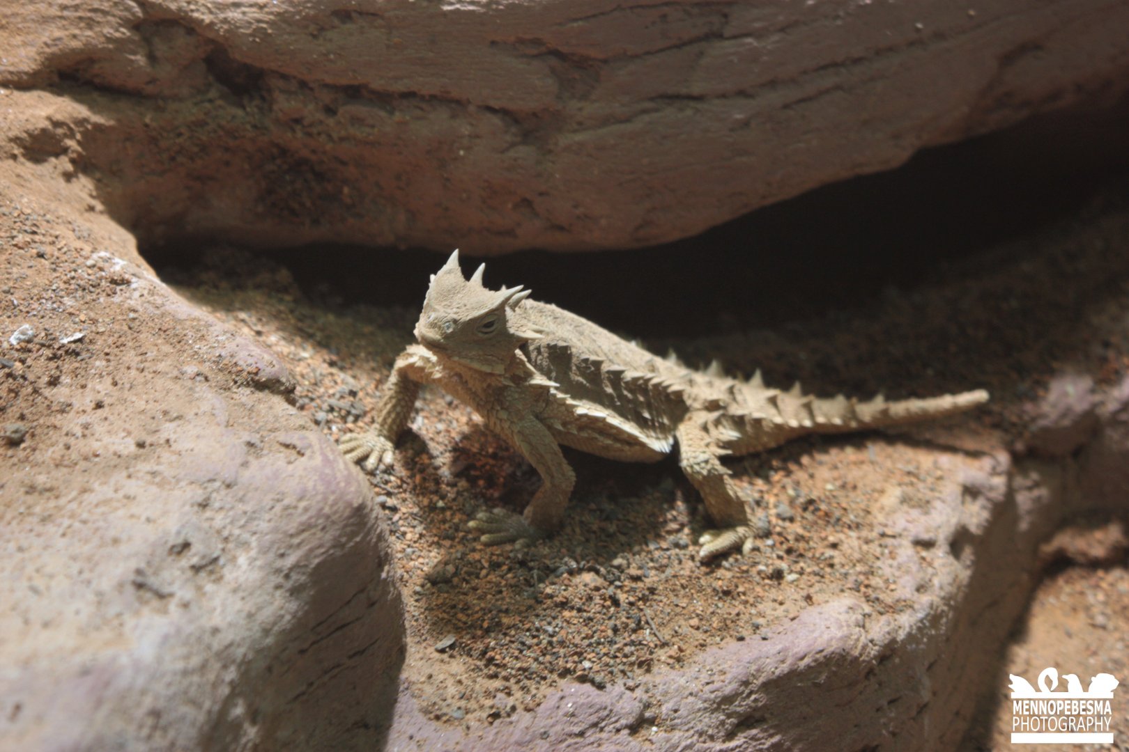 Giant Horned Lizard (Phrynosoma asio)