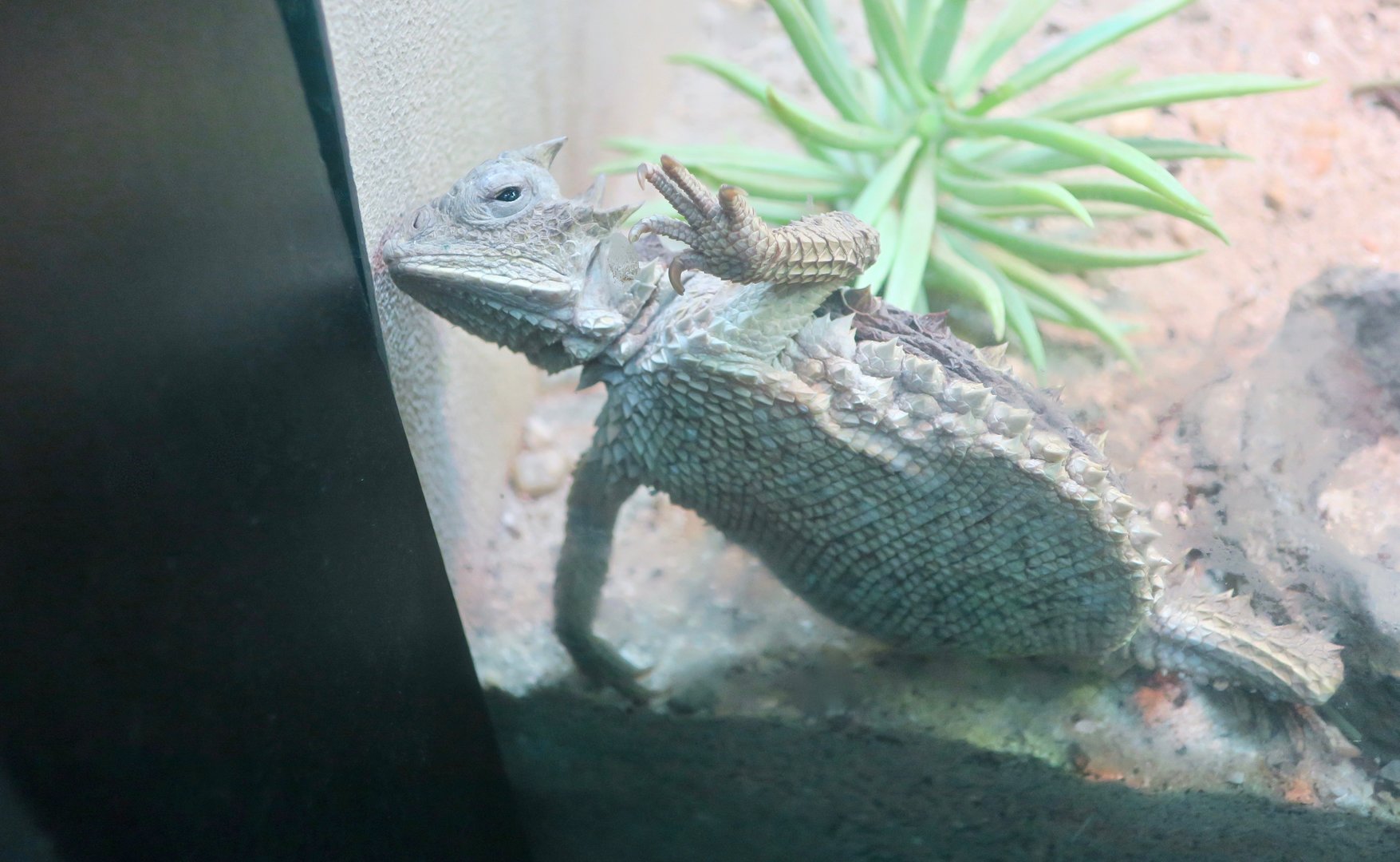 Giant Horned Lizard (Phrynosoma asio)