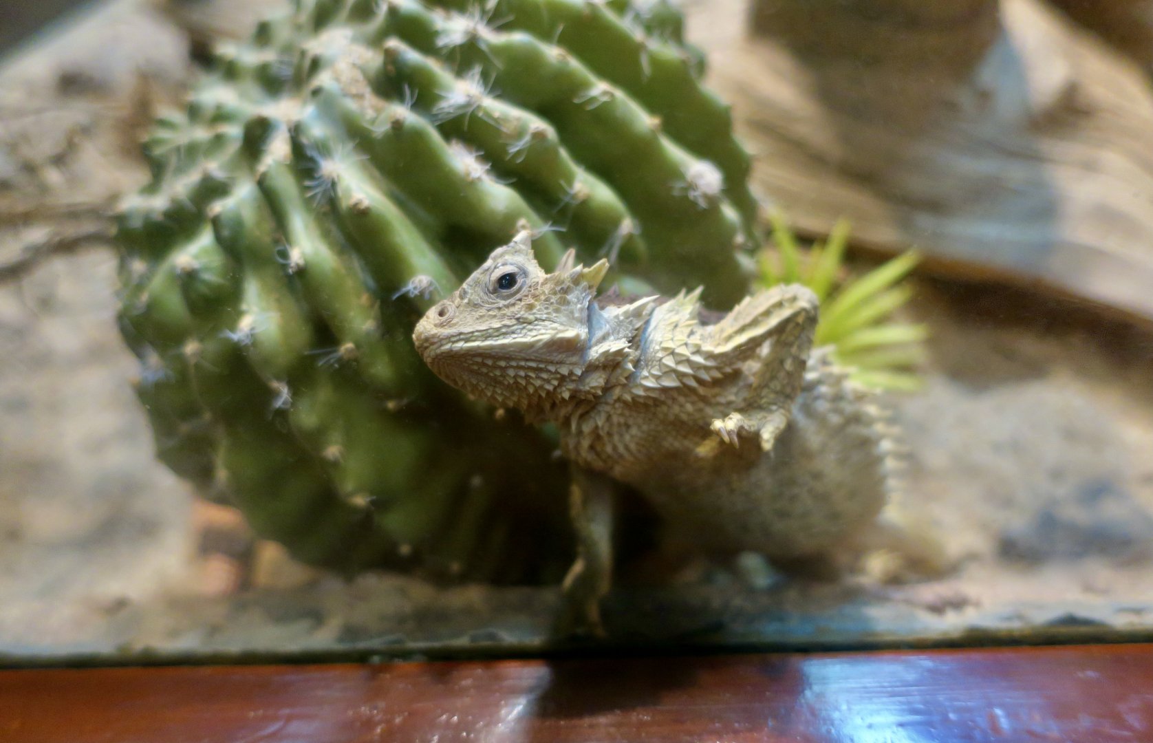 Giant Horned Lizard (Phrynosoma asio)
