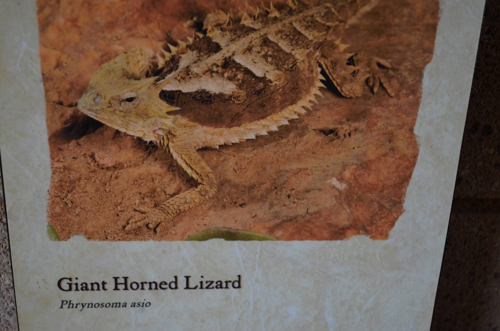 Giant Horned Lizard Signage