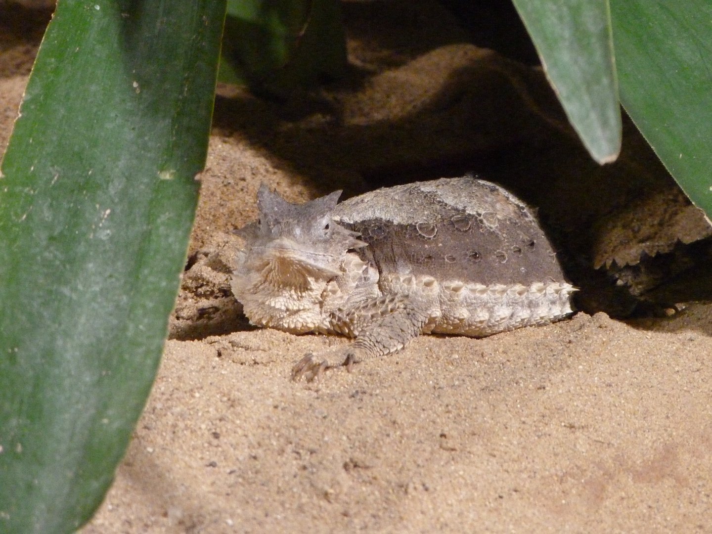 Giant horned lizard -Zoo Praha (2025)