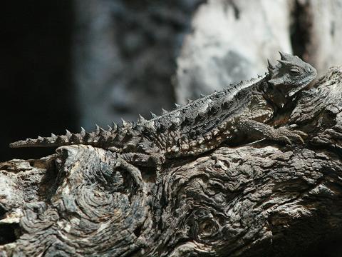 Giant Horned Lizard