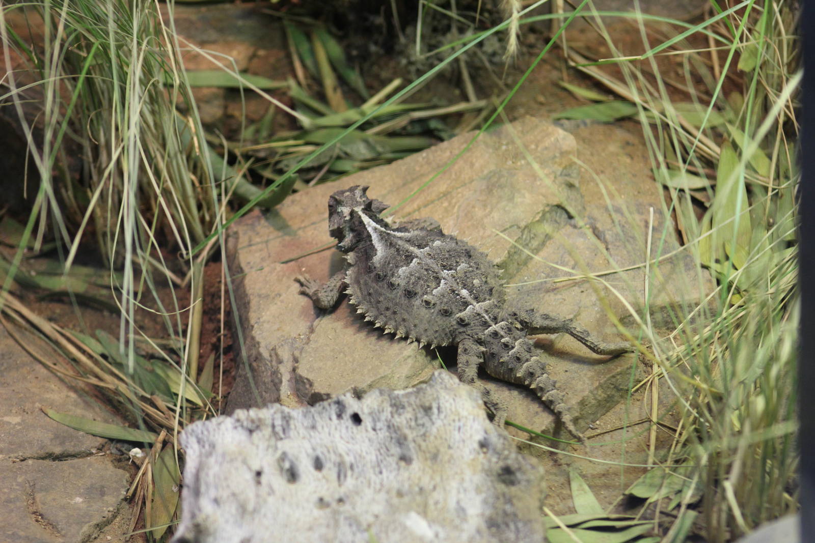Giant Horned Lizard