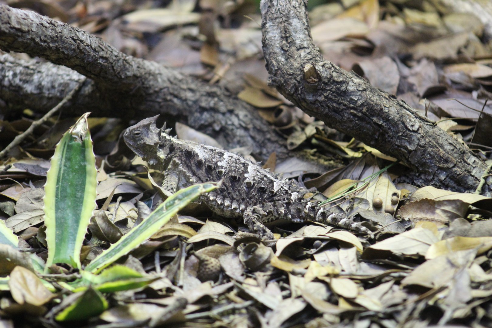 Giant Horned Lizard