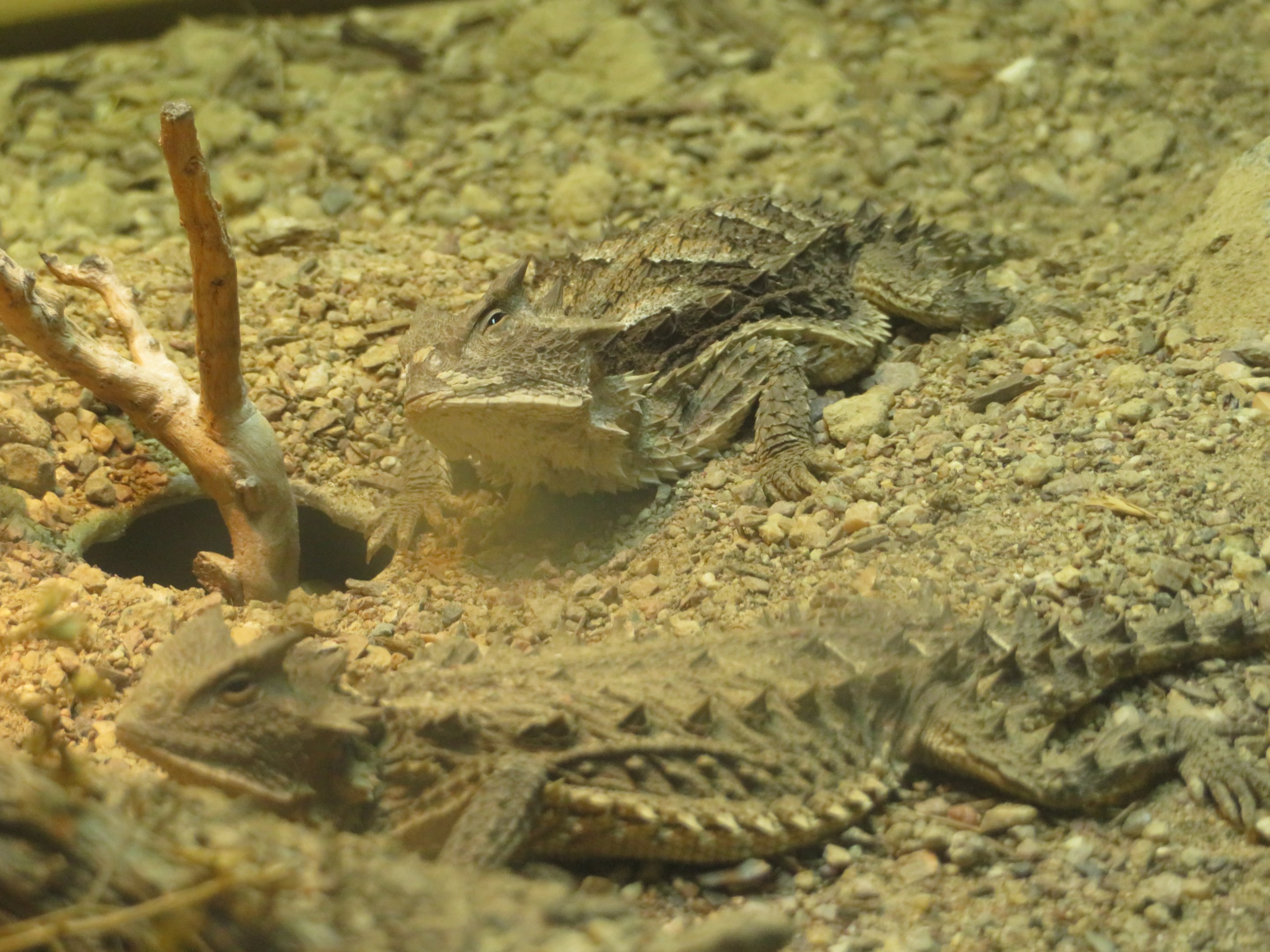 Giant Horned Lizard