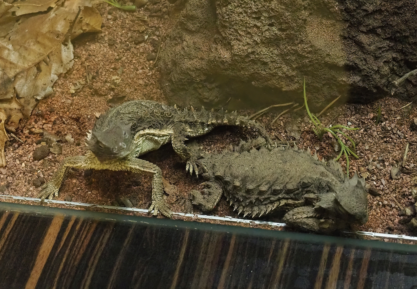 Giant horned lizards (Phrynosoma asio), 2023-04-08