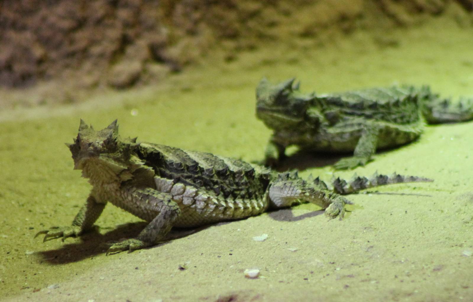 Giant horned lizards