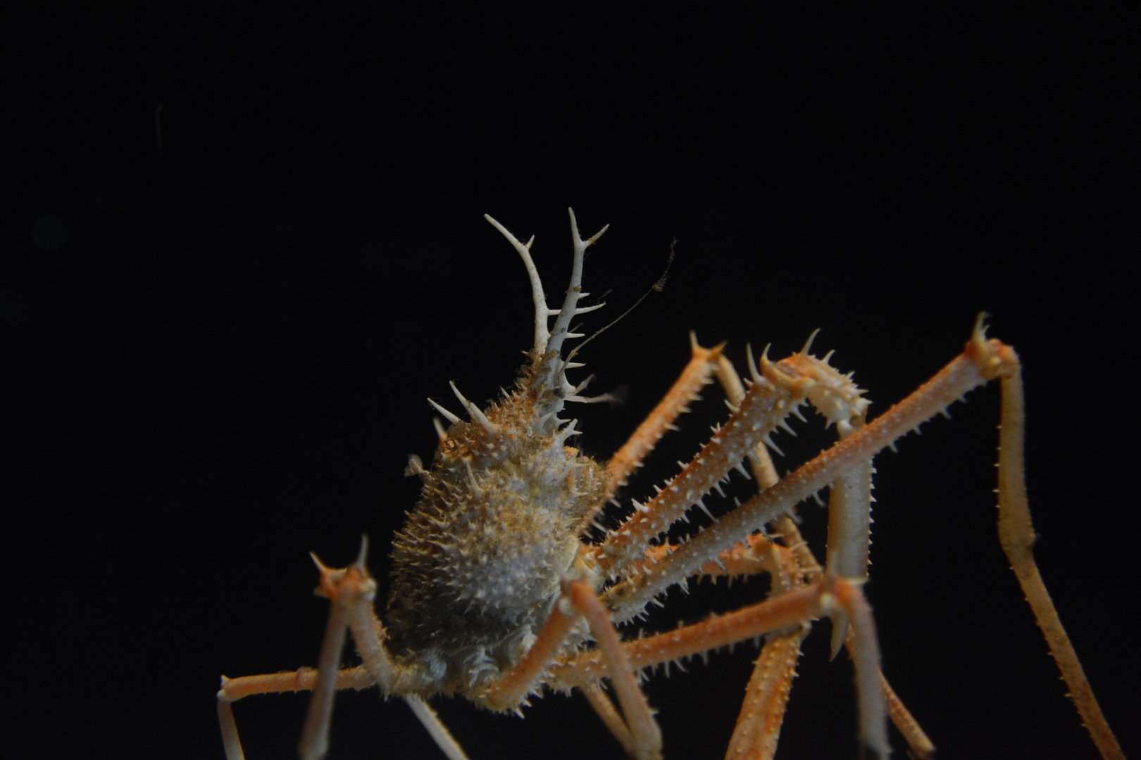 Giant horned porcupine crab (Pleistacantha maxima)