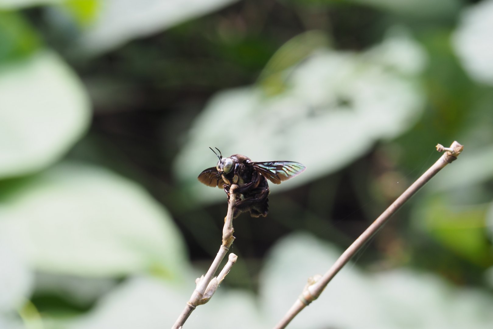 Giant Hornet - Kinabatangan River, Sabah, Borneo