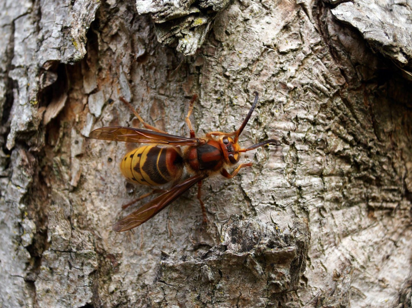 Giant Hornet