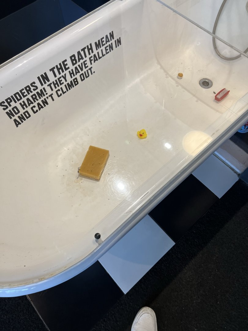 Giant House Spider (Eratigena duellica) Enclosure