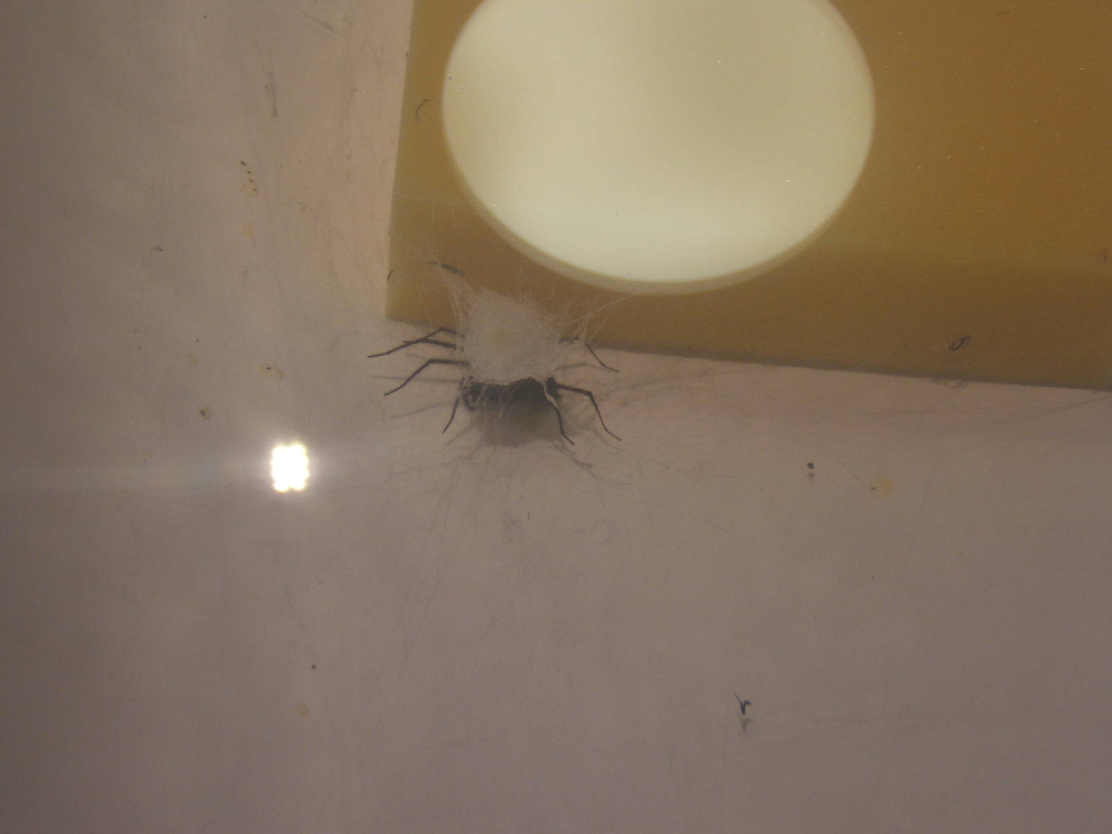 Giant House Spider (Tegenaria gigantea)
