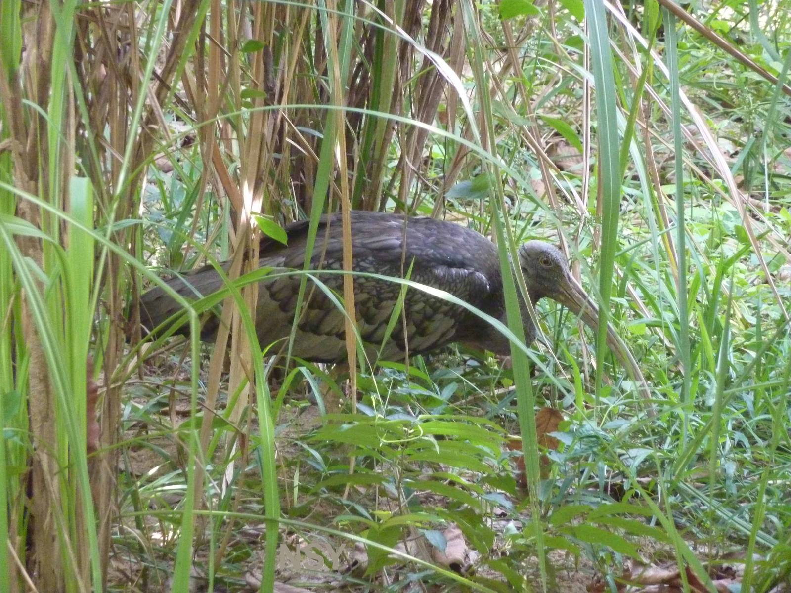 Giant ibis, May 2013
