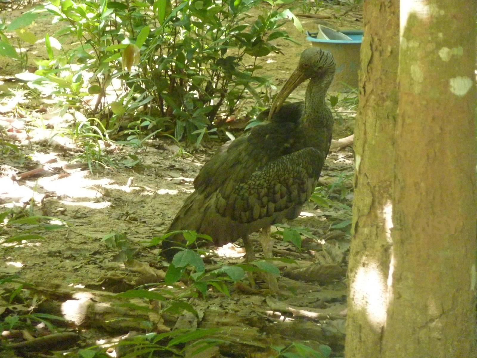 Giant ibis, May 2013