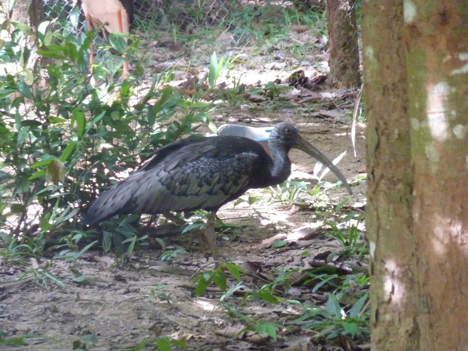 Giant ibis, May 2013