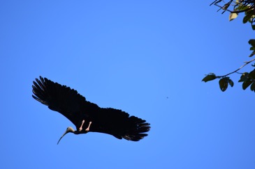 Giant Ibis (Thaumatibis gigantea)