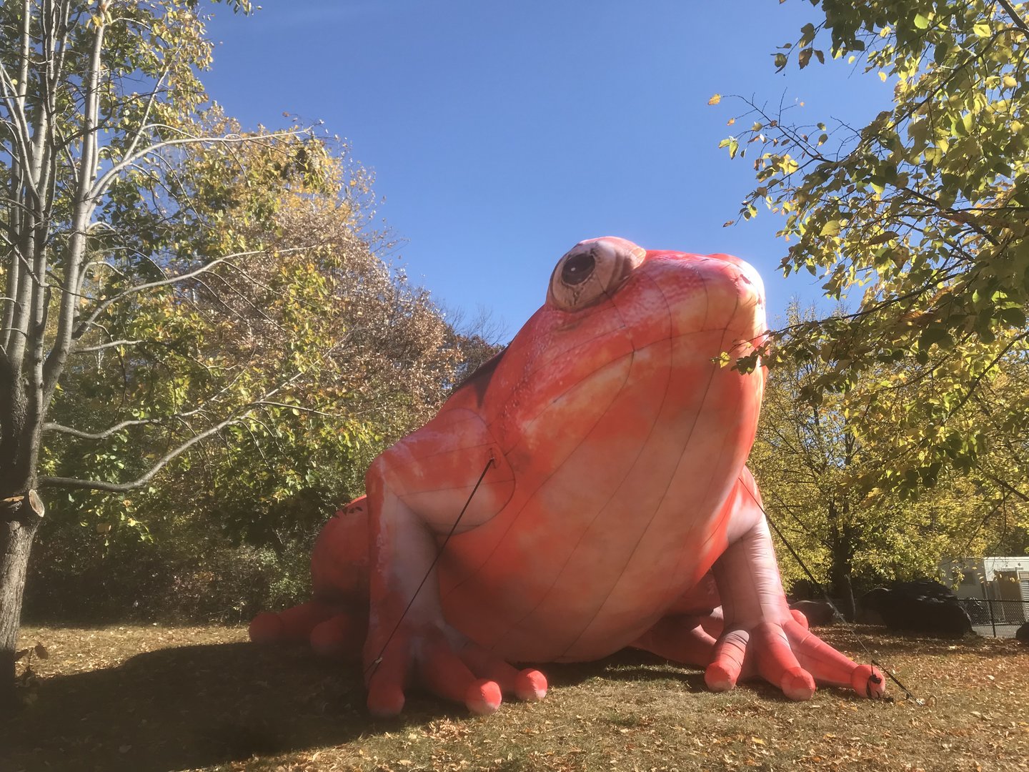 Giant Inflatable Tomato Frog