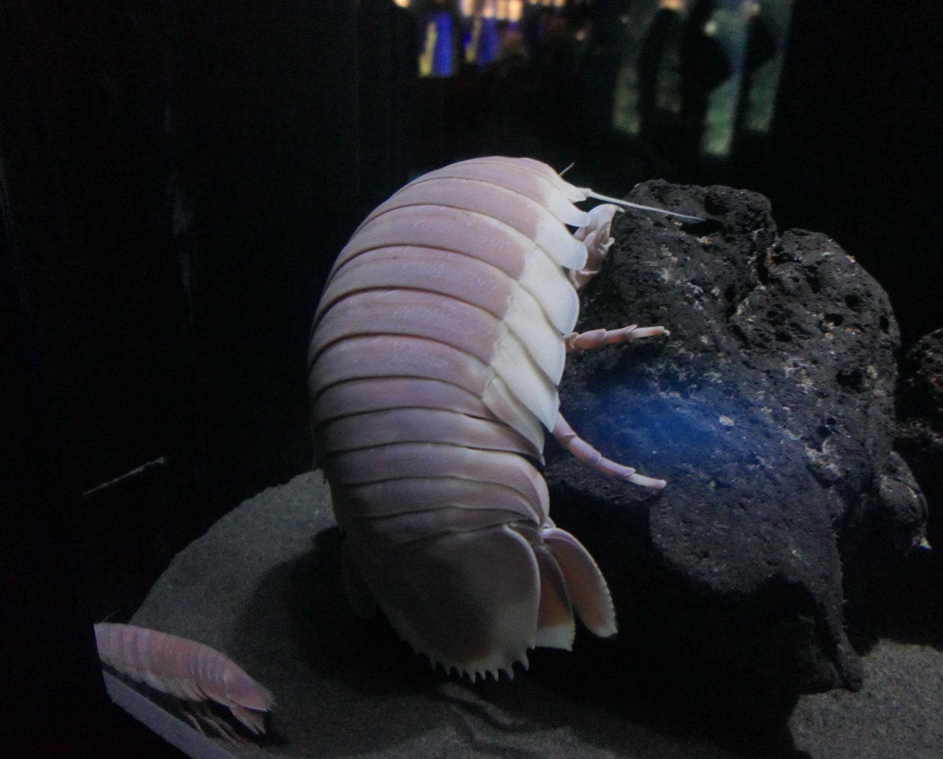 Giant Isopod (Bathynomus cf. giganteus)