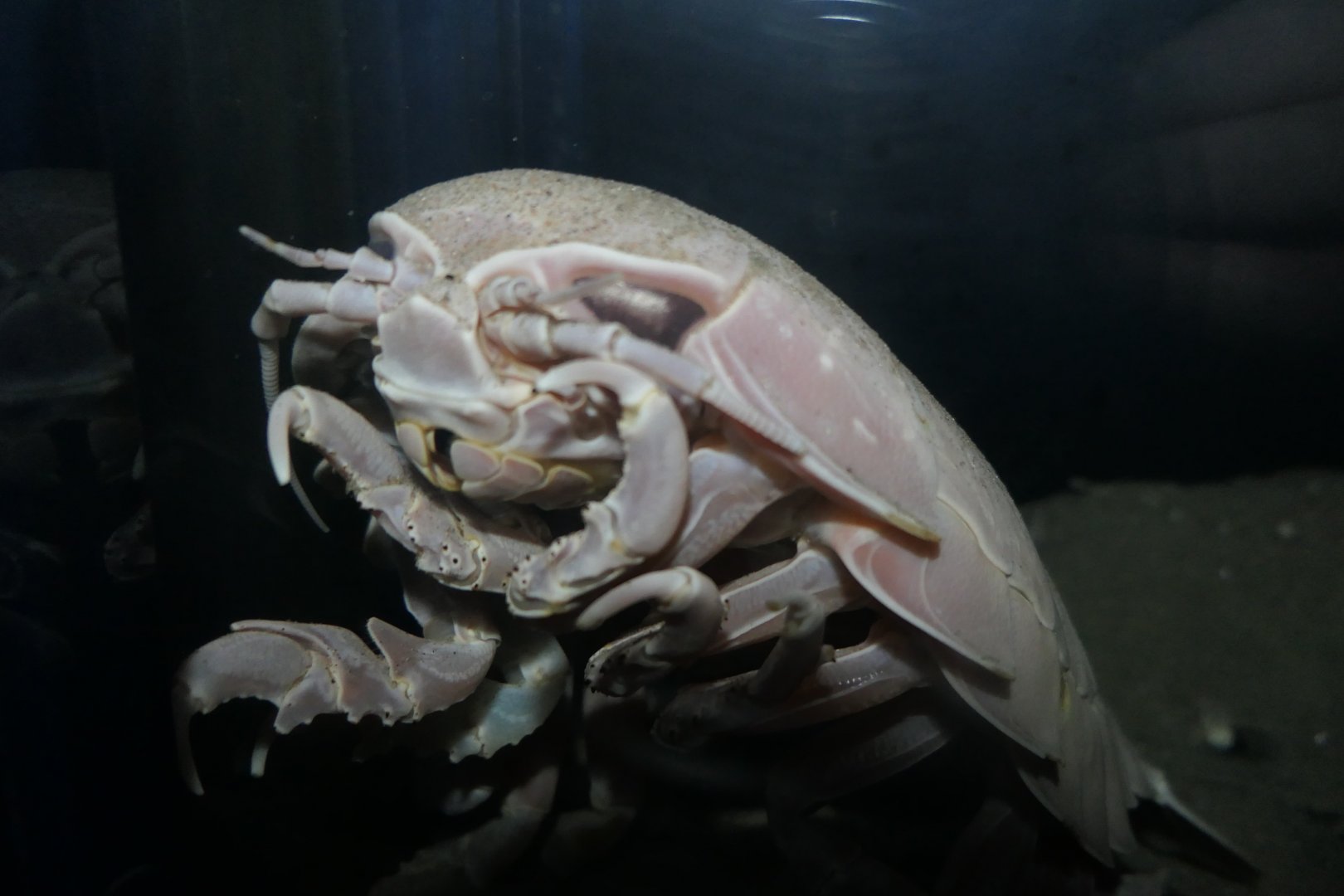 Giant Isopod (Bathynomus cf. giganteus)