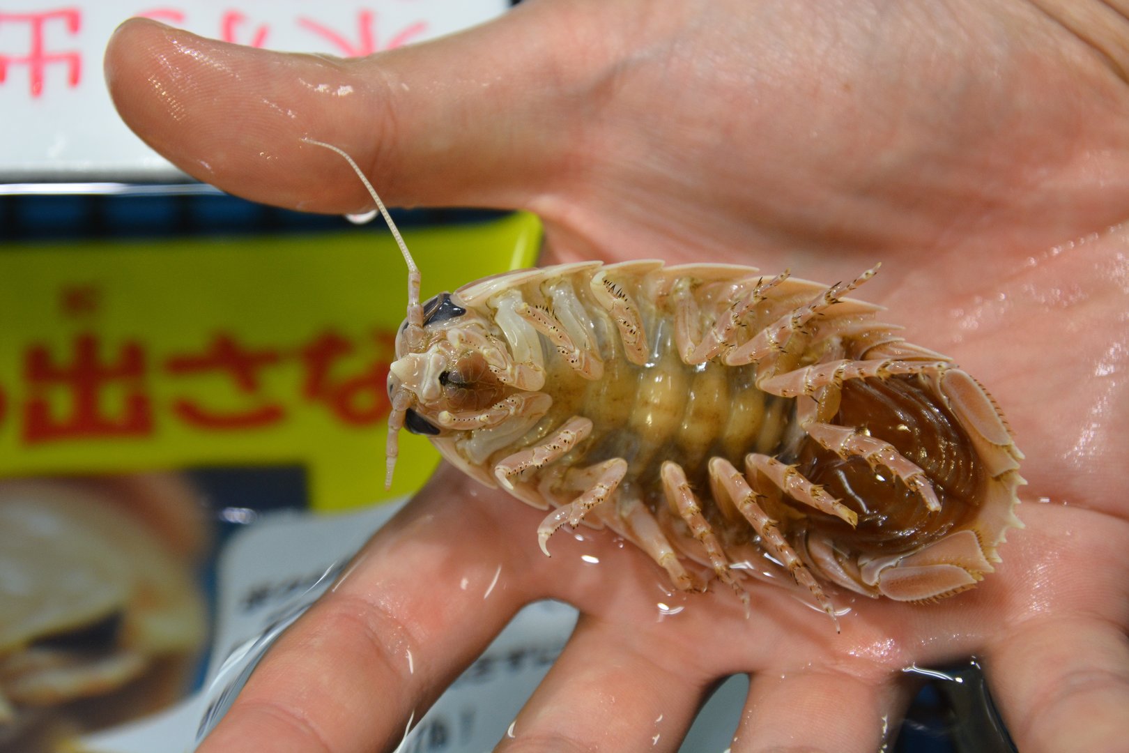 Giant isopod (Bathynomus giganteus) - juvenile