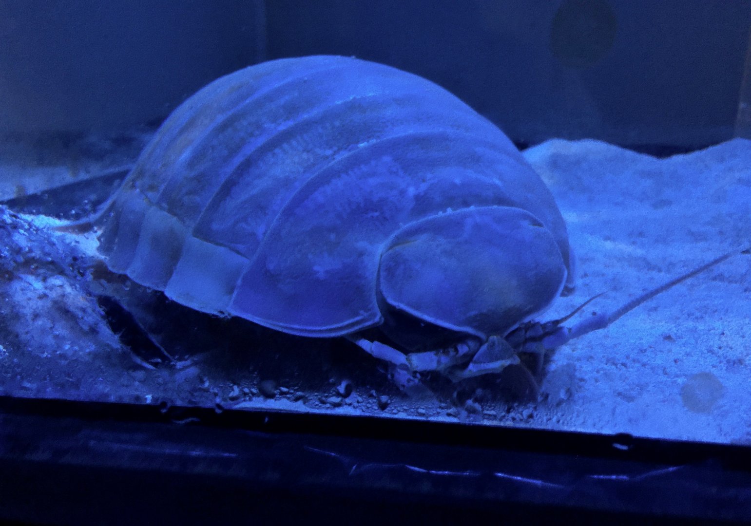 Giant Isopod (Bathynomus giganteus) - Noboribetsu Marine Park Nixe