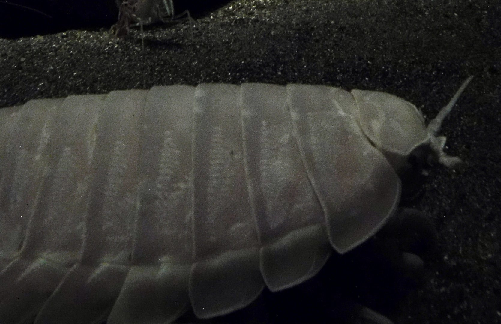 Giant Isopod (Bathynomus giganteus) November 8, 2025