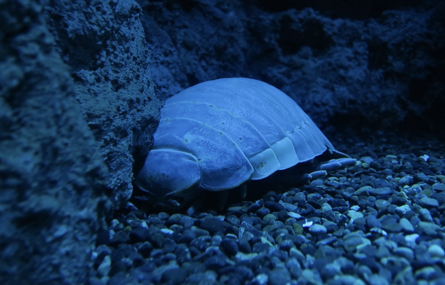 Giant Isopod (Bathynomus giganteus) - Xpark