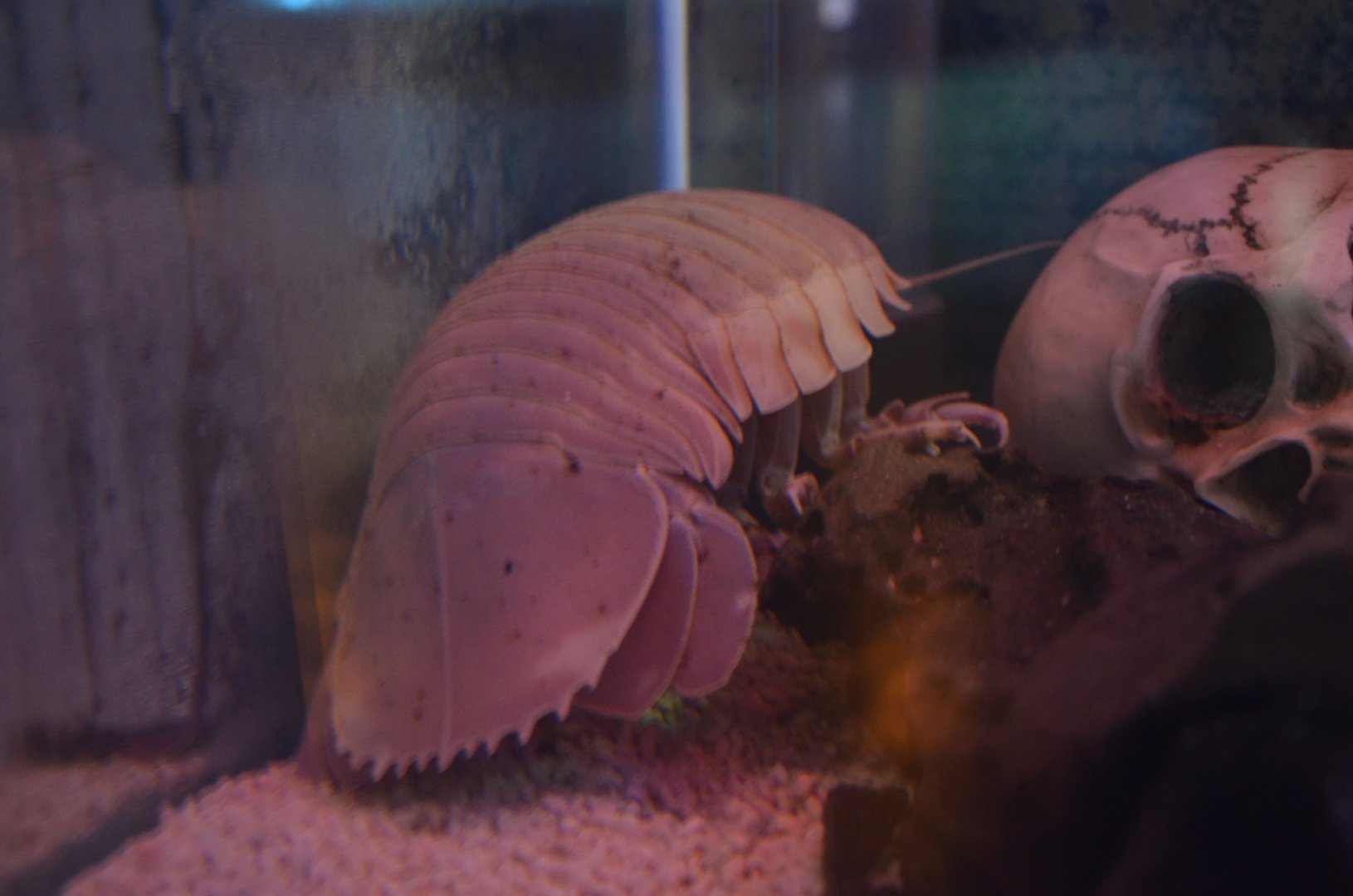 Giant Isopod/Bathynomus giganteus