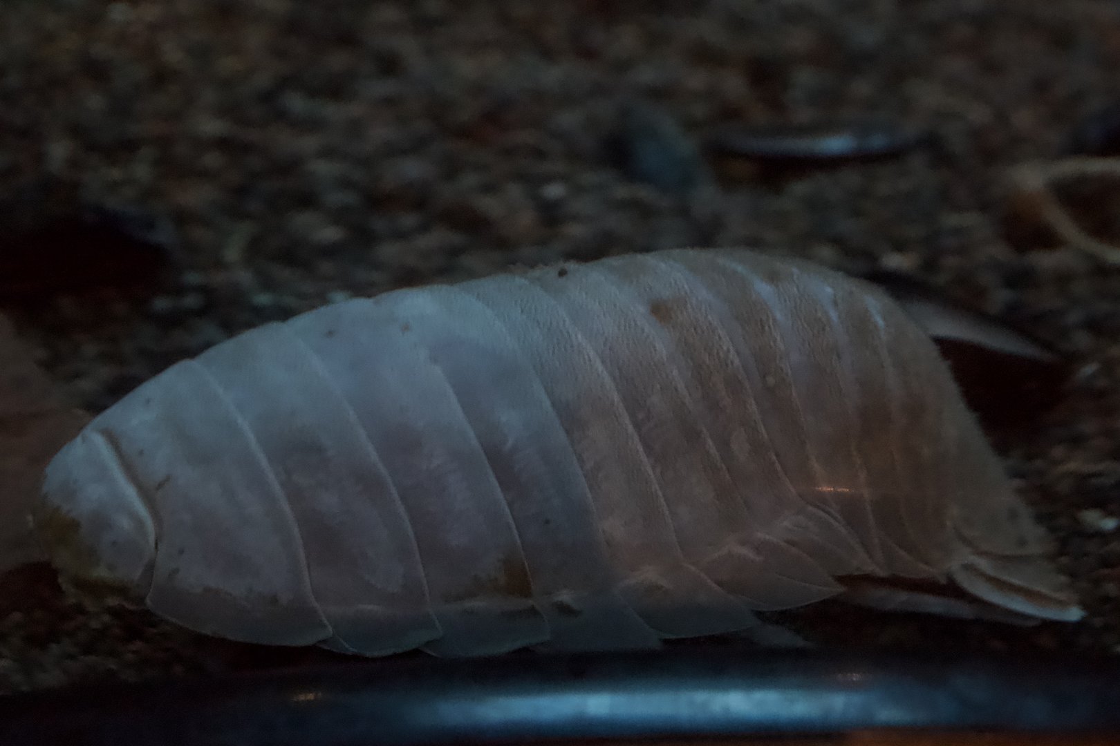 Giant Isopod/ Bathynomus giganteus