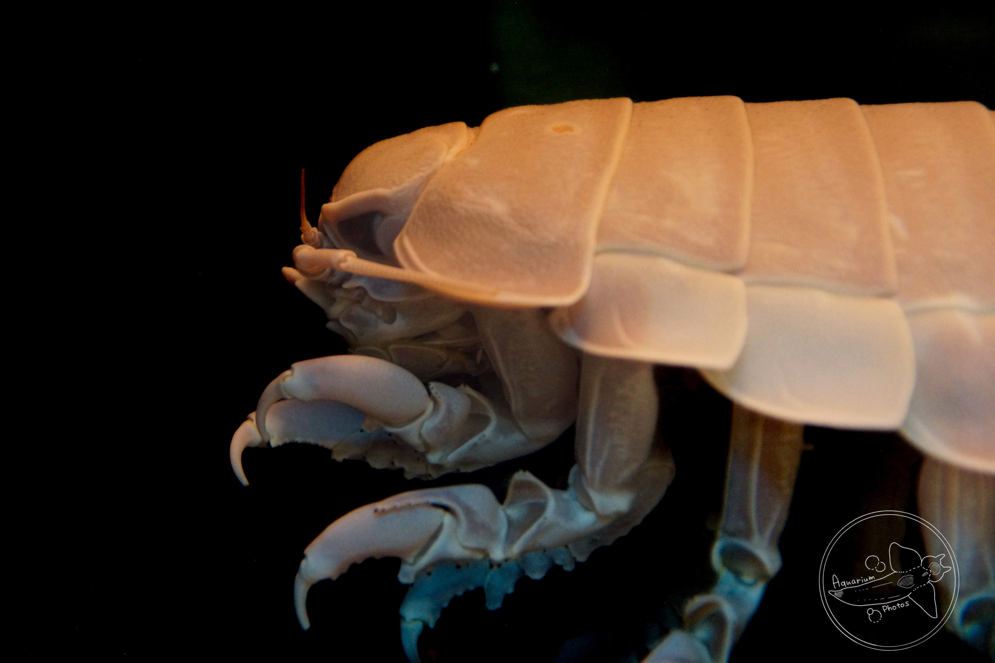 Giant Isopod (Bathynomus giganteus)