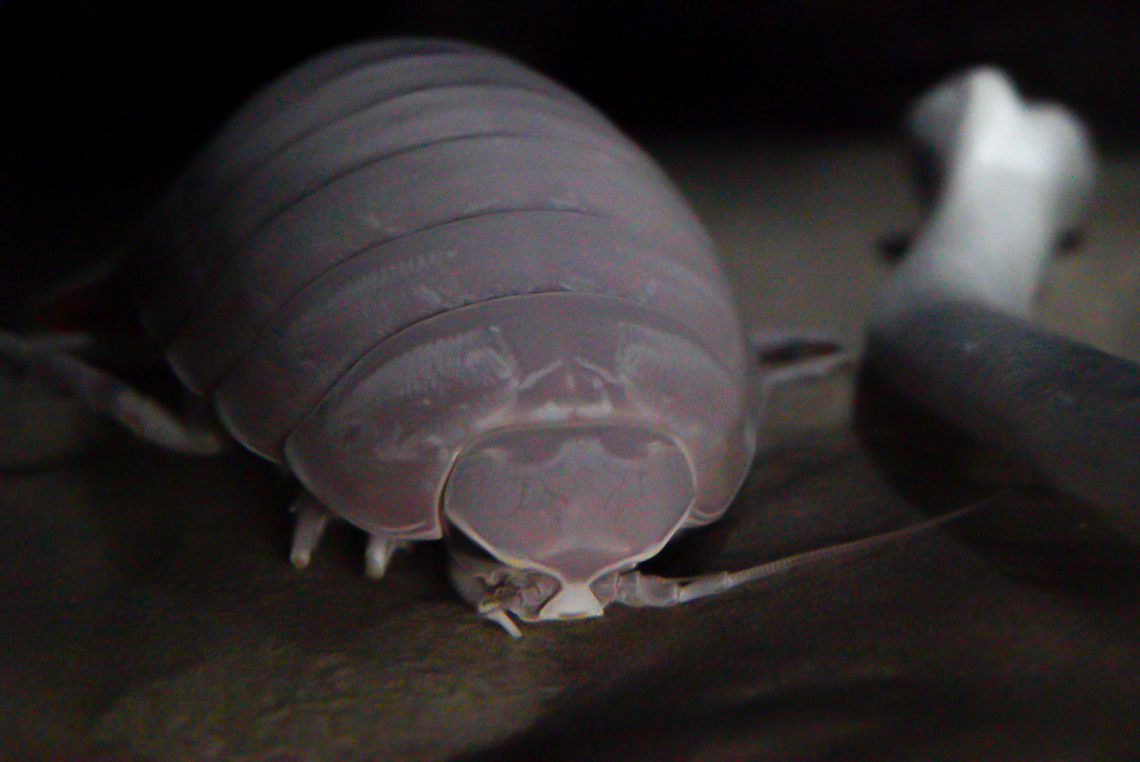 Giant Isopod // Into the Deep