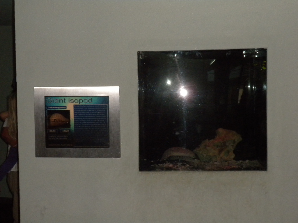 Giant Isopod microexhibit