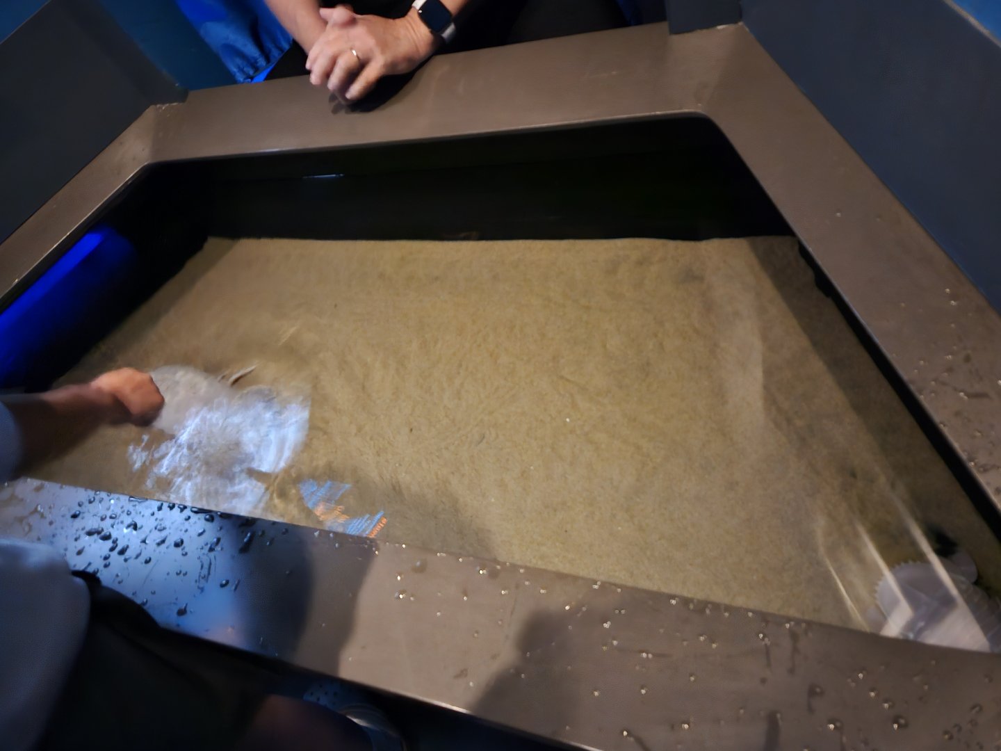 Giant Isopod Touch Tank (Into the Deep)