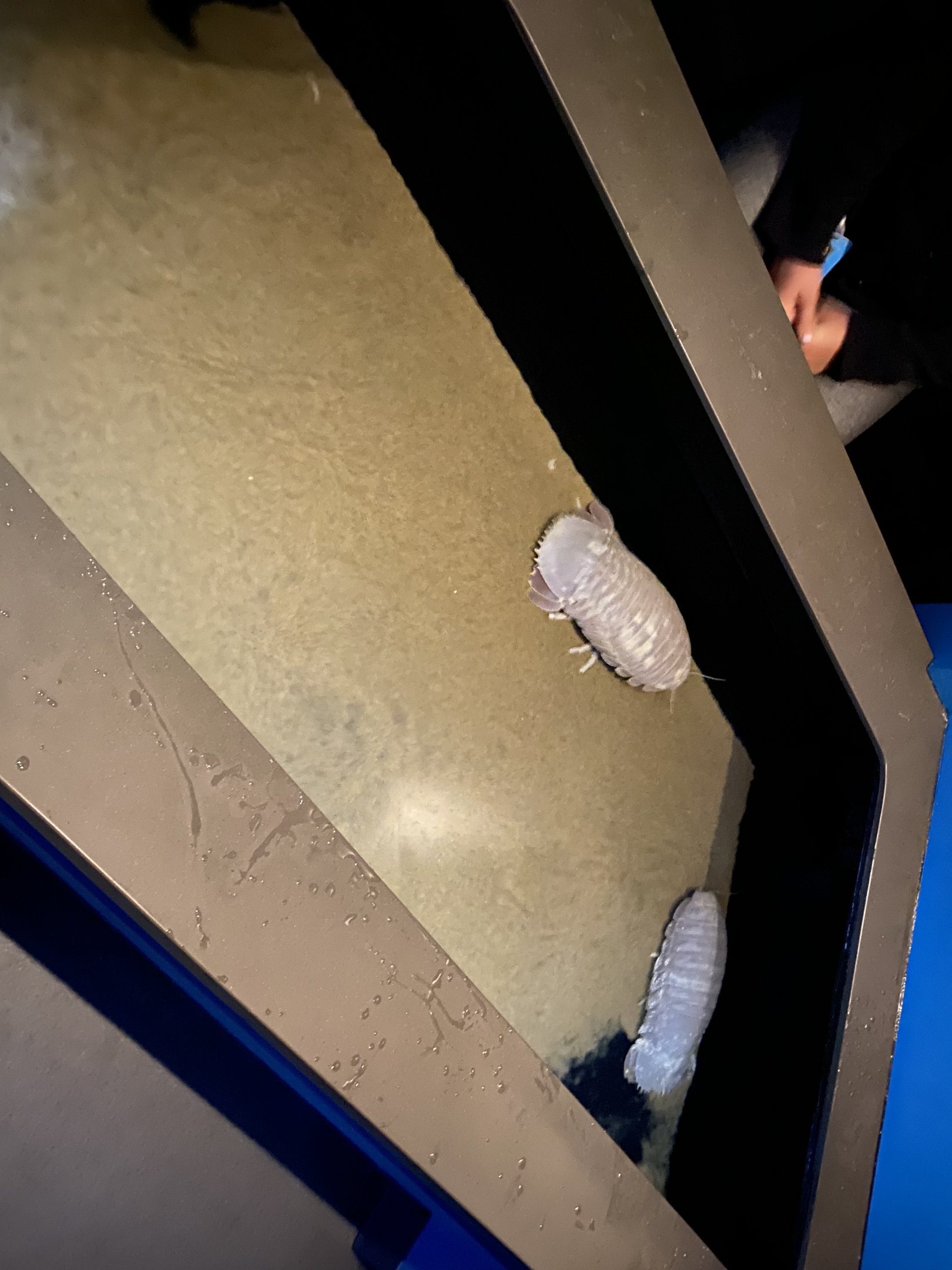 Giant Isopod Touch Tank