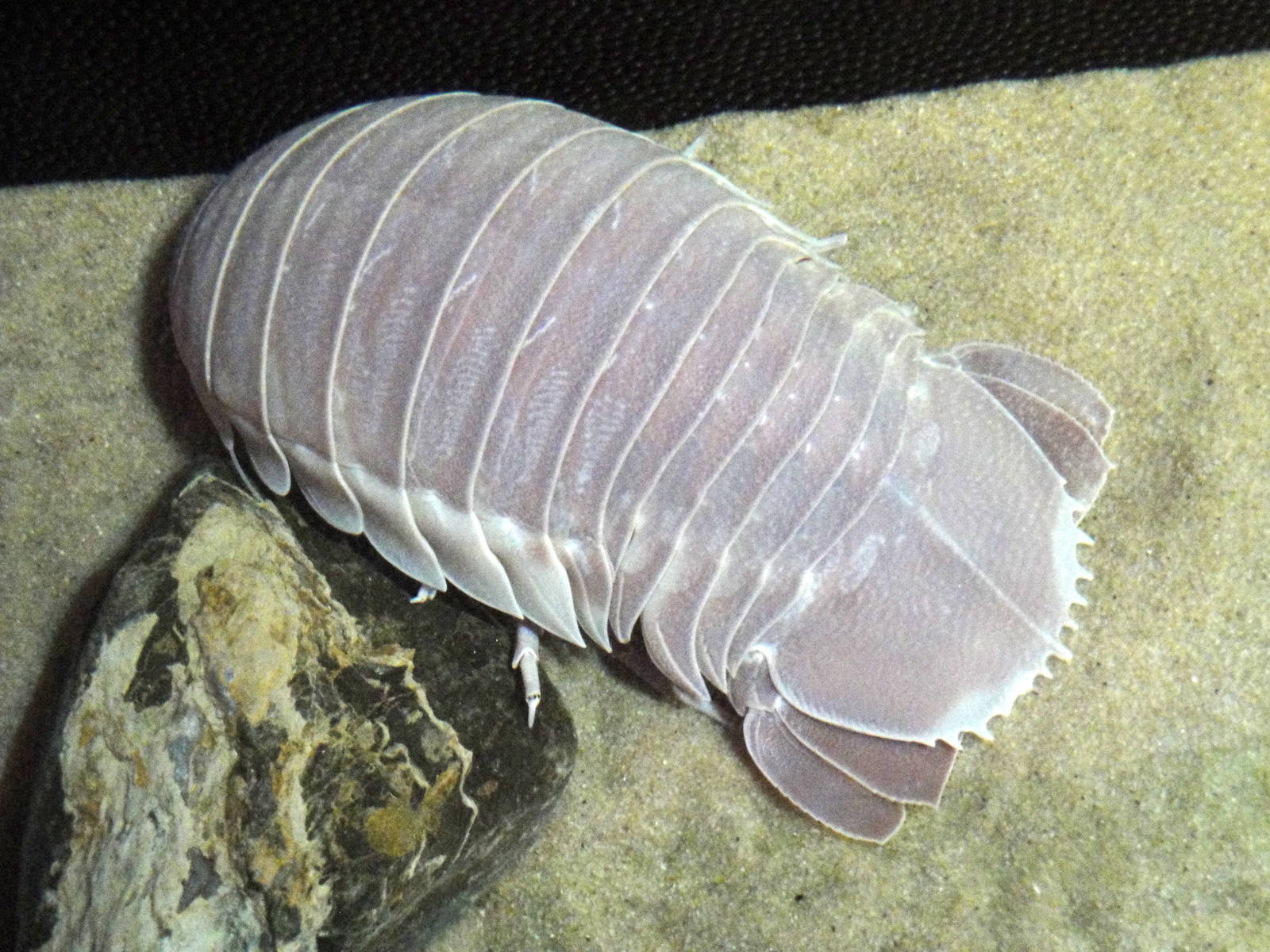 Giant Isopod