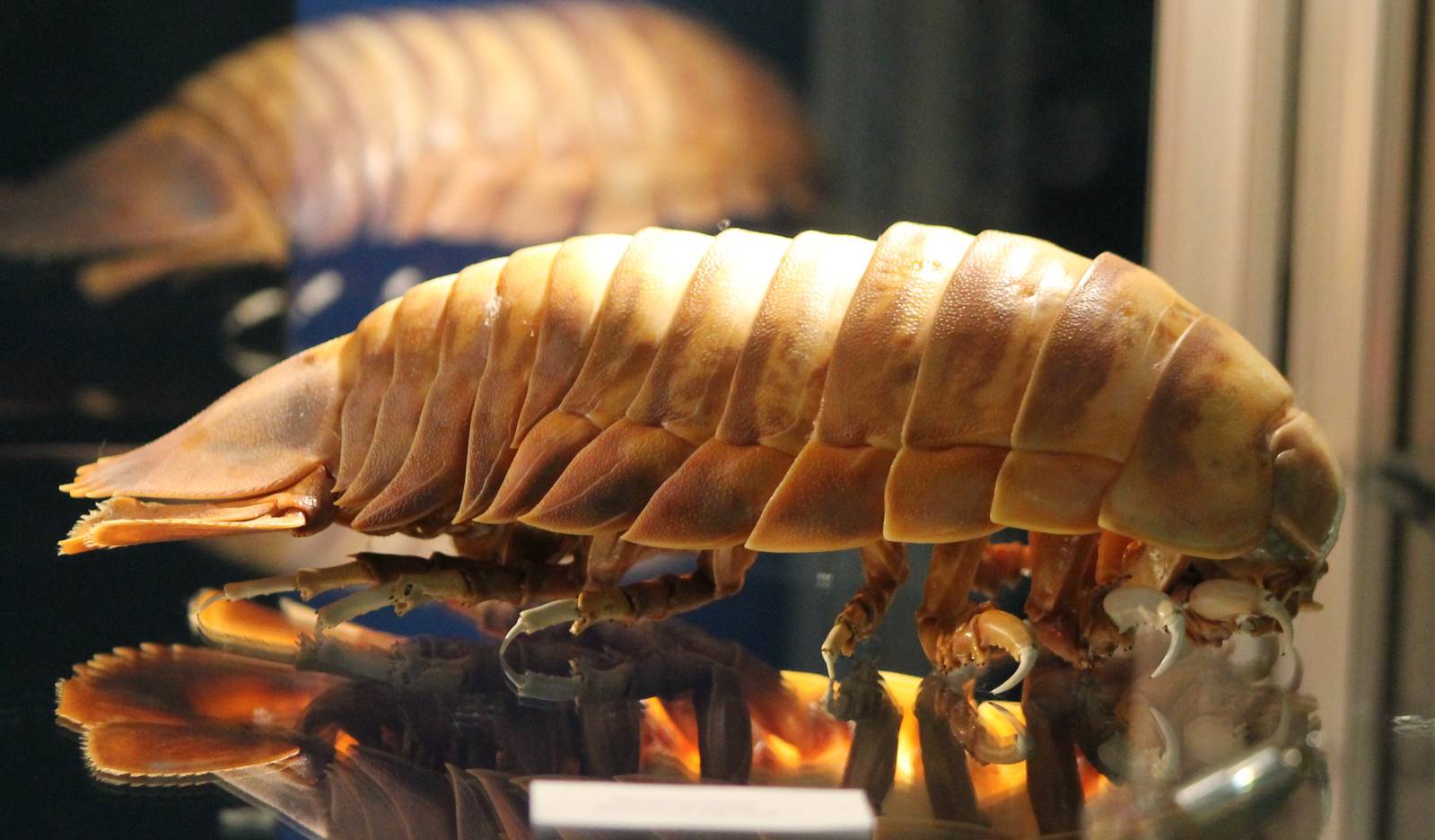 Giant isopod