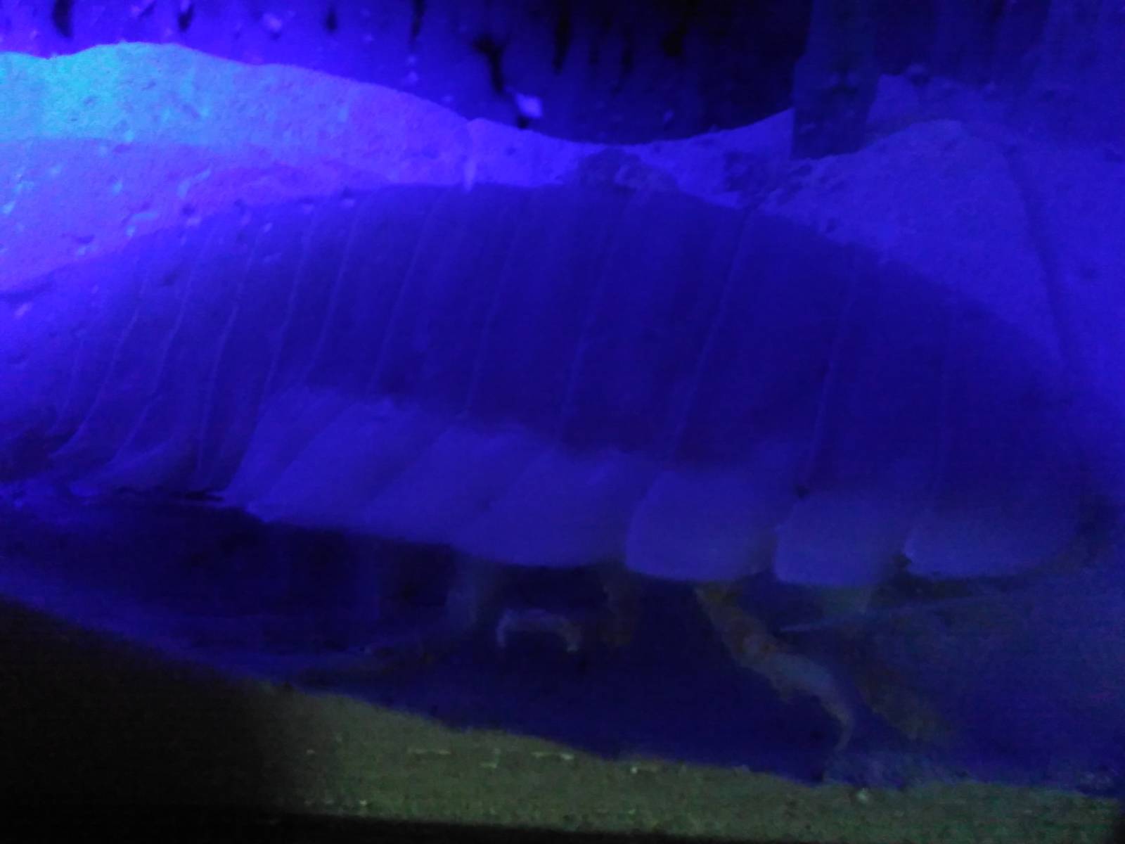 Giant isopod